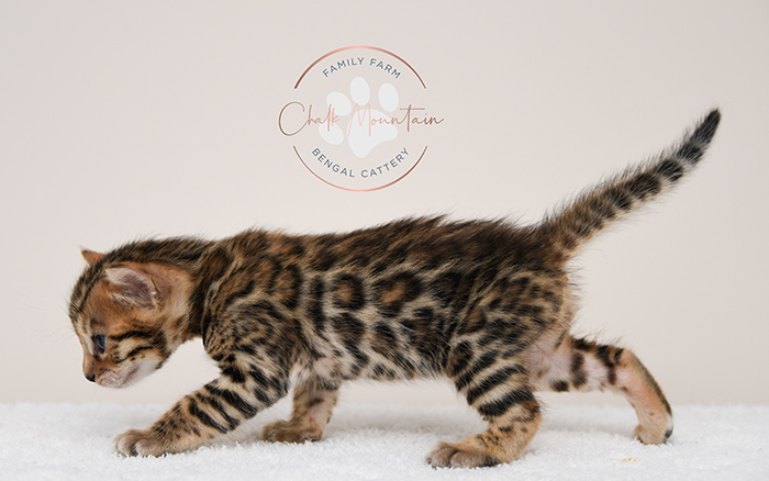 Bengal kitten for sale